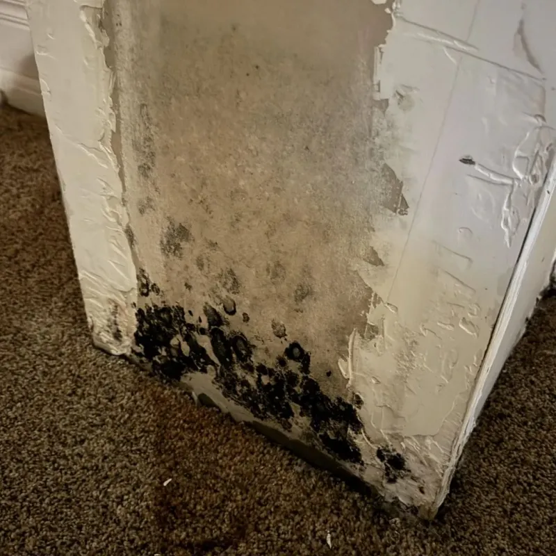 Professional Mold Removal in Rocky Point, NC
